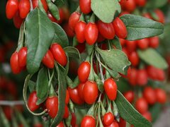 Goji (Goji - arbusti fructiferi)